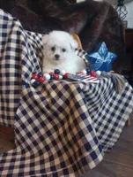 Lady, a female Bichon Frise for sale in Toronto, OH – 1 of 10