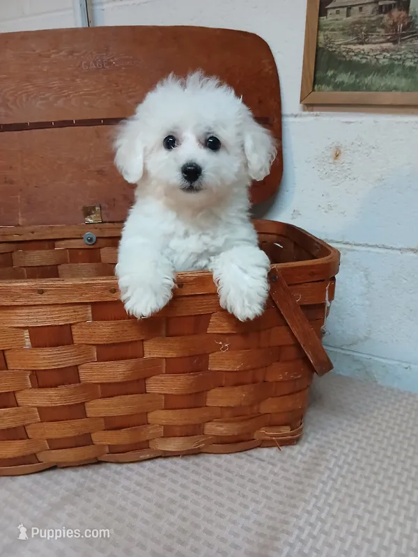 Charlie – Bichon Frise puppy for sale in Toronto, OH