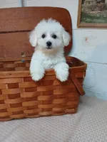 Charlie, a male Bichon Frise for sale in Toronto, OH – 1 of 10