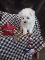 Luna, a female Bichon Frise for sale in Toronto, OH – 2 of 9