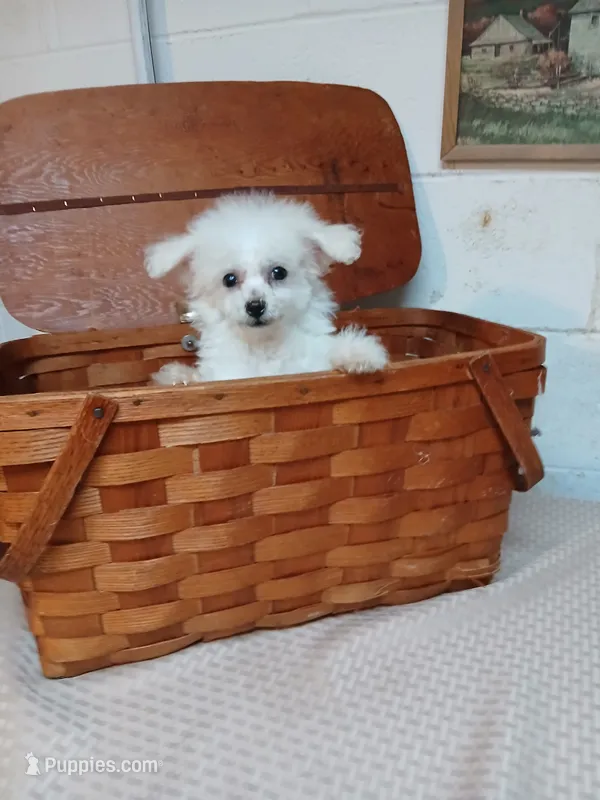 Coco – Bichon Frise puppy for sale in Toronto, OH
