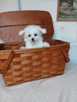 Coco, a male Bichon Frise for sale in Toronto, OH – 4 of 8