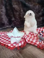Callie, a female Bichon Frise for sale in Toronto, OH – 2 of 9
