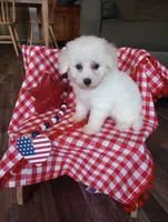 Charlie, a male Bichon Frise for sale in Toronto, OH – 6 of 10