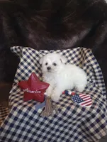 Luna, a female Bichon Frise for sale in Toronto, OH – 7 of 9