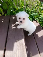 Lily AKC, a female Bichon Frise for sale in Toronto, OH – 4 of 7