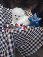 Lady, a female Bichon Frise for sale in Toronto, OH – 9 of 10