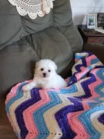 Daisy AKC, a female Bichon Frise for sale in Toronto, OH – 4 of 8