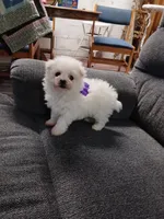 Daisy AKC, a female Bichon Frise for sale in Toronto, OH – 3 of 8
