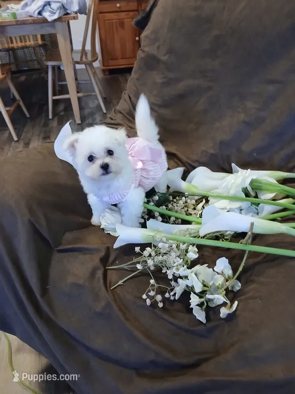 Lily AKC – Bichon Frise puppy for sale in Toronto, OH