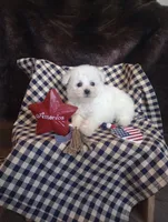 Luna, a female Bichon Frise for sale in Toronto, OH – 9 of 9