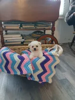 Lily AKC, a female Bichon Frise for sale in Toronto, OH – 3 of 7