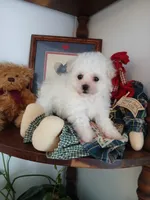 Daisy AKC, a female Bichon Frise for sale in Toronto, OH – 2 of 8