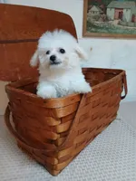 Callie, a female Bichon Frise for sale in Toronto, OH – 3 of 9