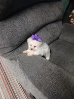 Daisy AKC, a female Bichon Frise for sale in Toronto, OH – 5 of 8