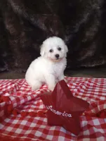 Charlie, a male Bichon Frise for sale in Toronto, OH – 8 of 10