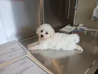 Charlie, a male Bichon Frise for sale in Toronto, OH – 5 of 10