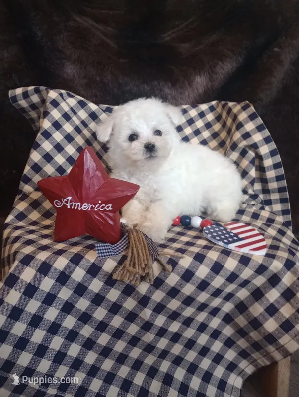 Luna – Bichon Frise puppy for sale in Toronto, OH