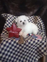 Luna, a female Bichon Frise for sale in Toronto, OH – 1 of 9