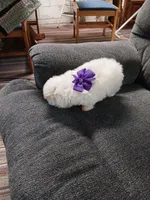 Daisy AKC, a female Bichon Frise for sale in Toronto, OH – 7 of 8