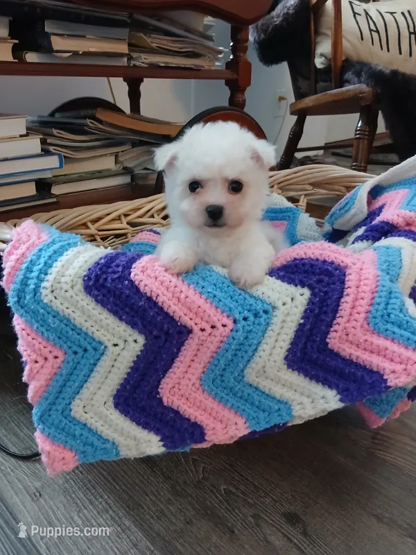 Lily AKC – Bichon Frise puppy for sale in Toronto, OH