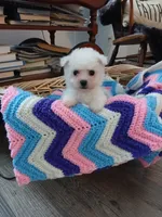 Lily AKC, a female Bichon Frise for sale in Toronto, OH – 1 of 7