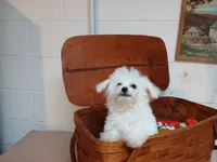 Callie, a female Bichon Frise for sale in Toronto, OH – 4 of 9