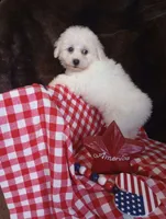 Charlie, a male Bichon Frise for sale in Toronto, OH – 7 of 10