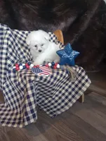 Lady, a female Bichon Frise for sale in Toronto, OH – 7 of 10