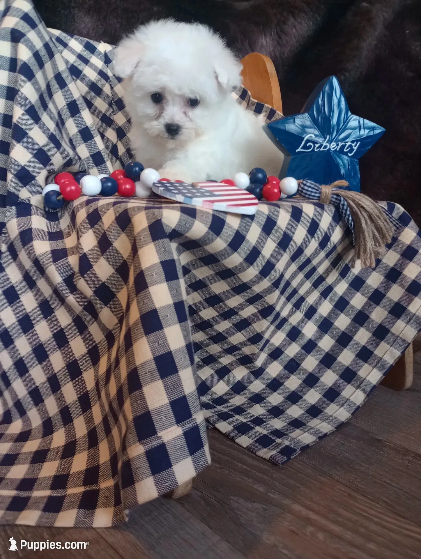 Lady, a female Bichon Frise for sale in Toronto, OH – 5 of 10