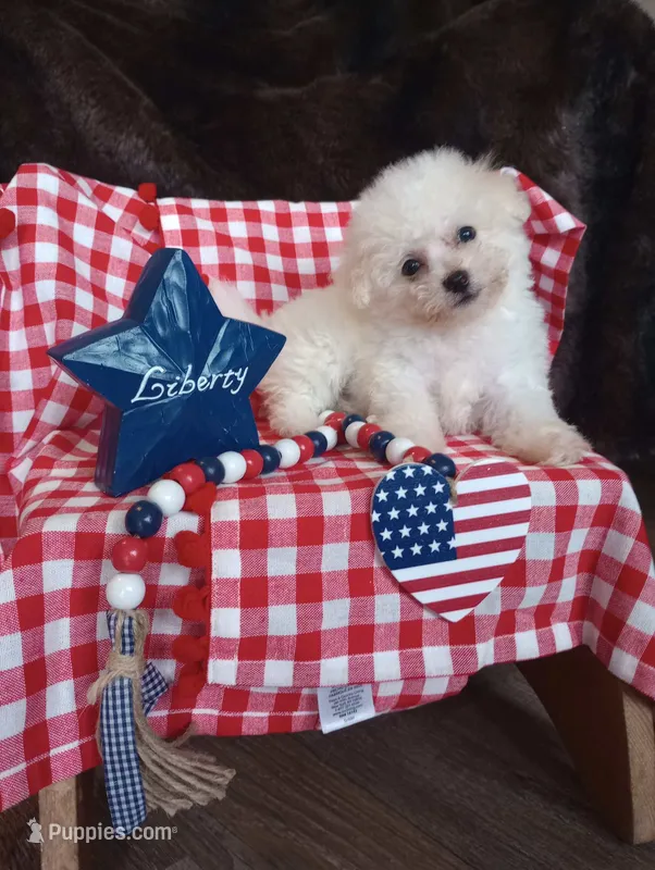 Coco – Bichon Frise puppy for sale in Toronto, OH