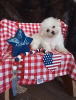 Coco, a male Bichon Frise for sale in Toronto, OH – 1 of 8
