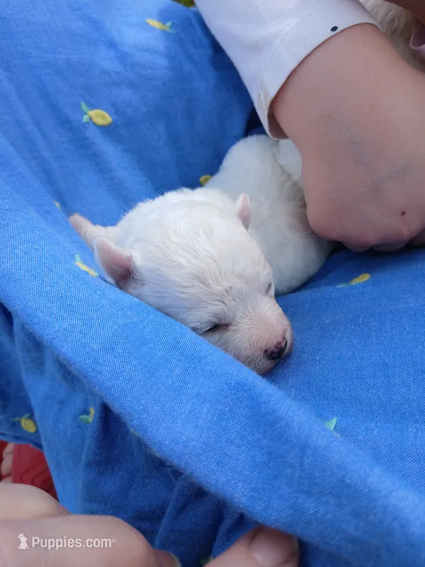 Lily – Bichon Frise puppy for sale in Toronto, OH