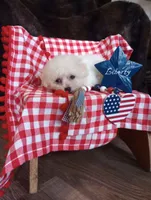 Coco, a male Bichon Frise for sale in Toronto, OH – 6 of 8