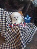 Lady, a female Bichon Frise for sale in Toronto, OH – 2 of 10