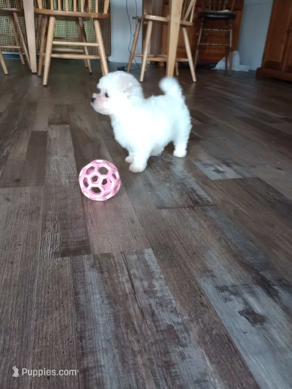Lily AKC – Bichon Frise puppy for sale in Toronto, OH