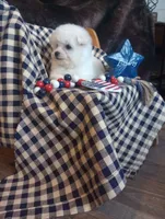 Lady, a female Bichon Frise for sale in Toronto, OH – 6 of 10