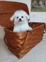 Callie, a female Bichon Frise for sale in Toronto, OH – 6 of 9