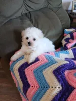 Daisy AKC, a female Bichon Frise for sale in Toronto, OH – 6 of 8