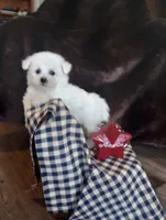 Luna, a female Bichon Frise for sale in Toronto, OH – 5 of 9