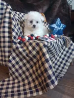 Lady, a female Bichon Frise for sale in Toronto, OH – 3 of 10