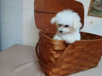 Callie, a female Bichon Frise for sale in Toronto, OH – 5 of 9