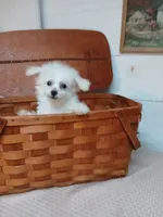 Coco, a male Bichon Frise for sale in Toronto, OH – 3 of 8