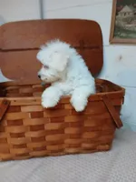 Charlie, a male Bichon Frise for sale in Toronto, OH – 3 of 10