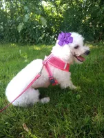 Callie, a female Bichon Frise for sale in Toronto, OH – 9 of 9