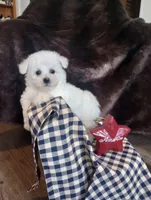Luna, a female Bichon Frise for sale in Toronto, OH – 3 of 9