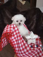 Callie, a female Bichon Frise for sale in Toronto, OH – 7 of 9