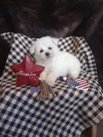 Luna, a female Bichon Frise for sale in Toronto, OH – 4 of 9
