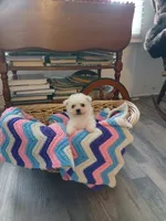 Lily AKC, a female Bichon Frise for sale in Toronto, OH – 2 of 7