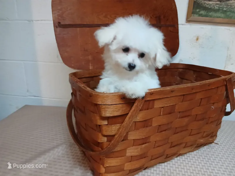 Callie – Bichon Frise puppy for sale in Toronto, OH
